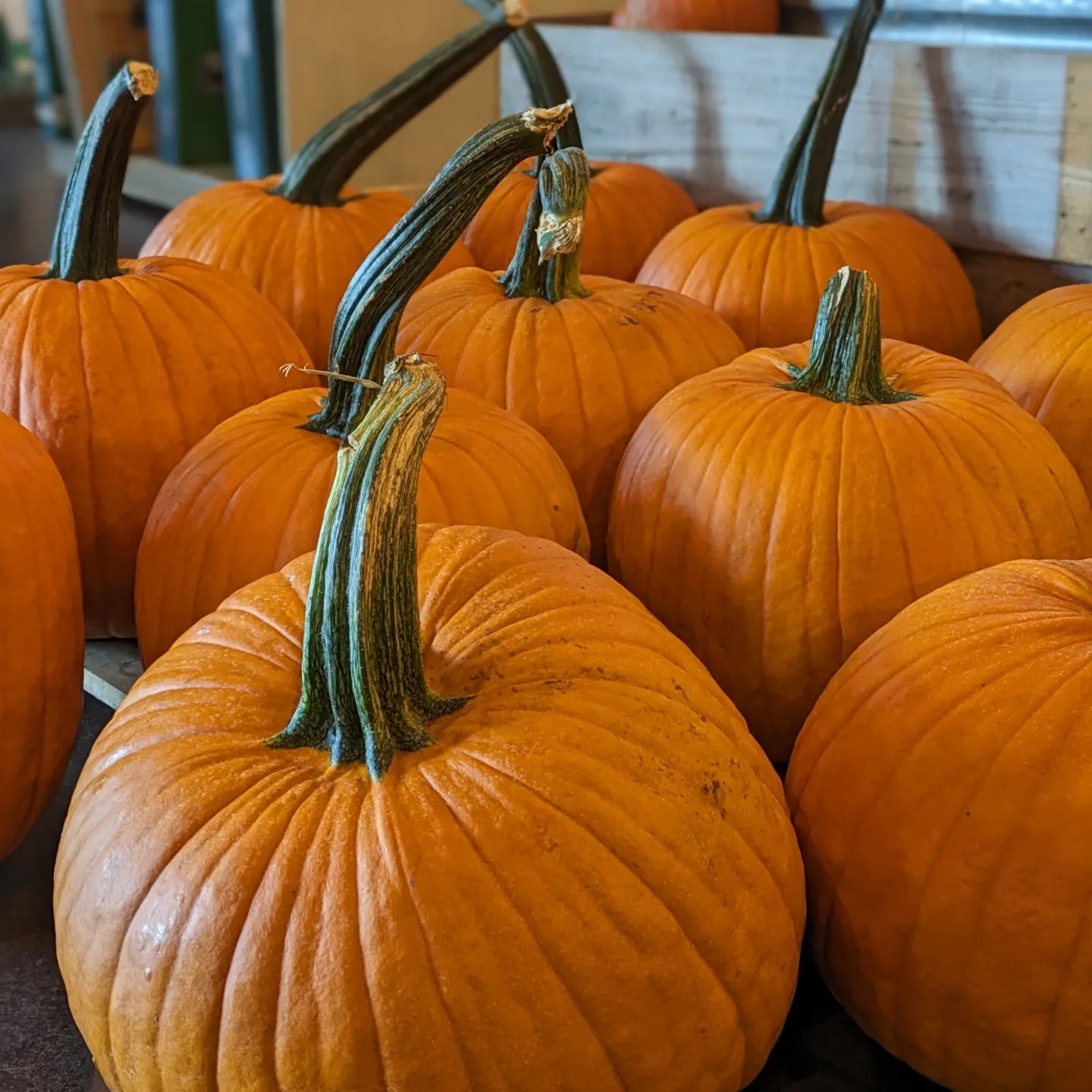 Pumpkin Patch
