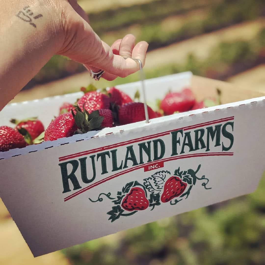 Strawberry Picking 