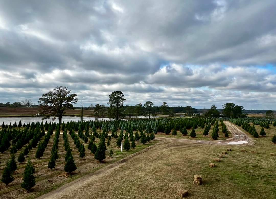 Christmas Tree Farm